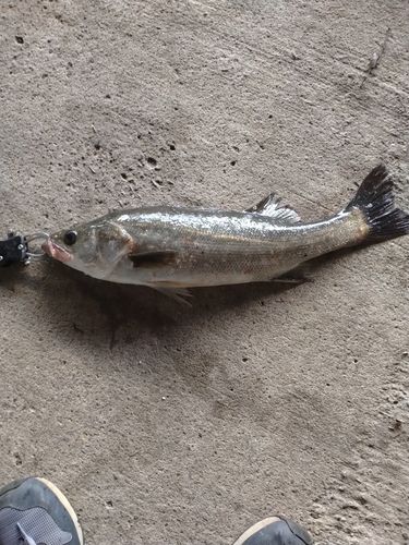 フッコ（マルスズキ）の釣果