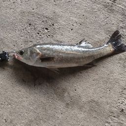 フッコ（マルスズキ）