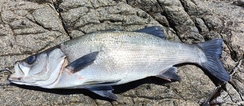 ヒラスズキの釣果