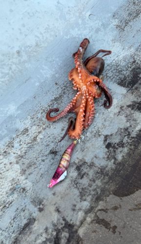 タコの釣果