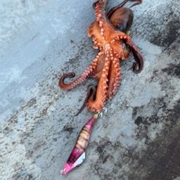 タコ