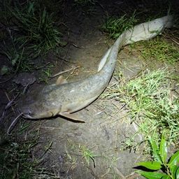 ニホンナマズ