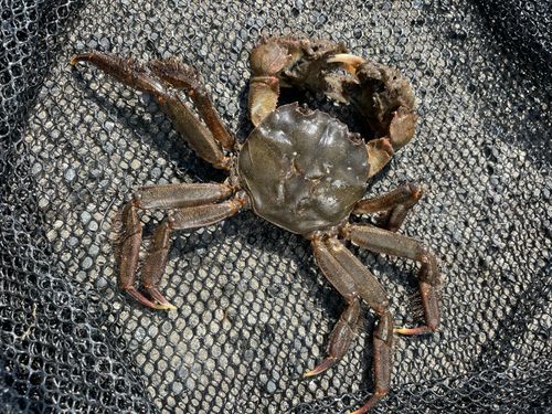 モクズガニの釣果