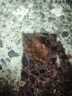 タコの釣果