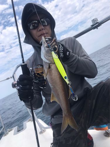 シロムツの釣果