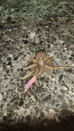 タコの釣果