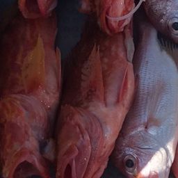 ウッカリカサゴ