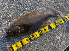 ヒラメの釣果