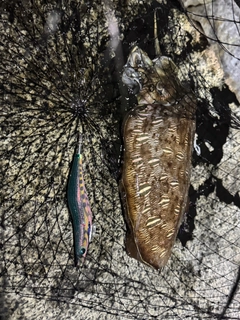 コウイカの釣果