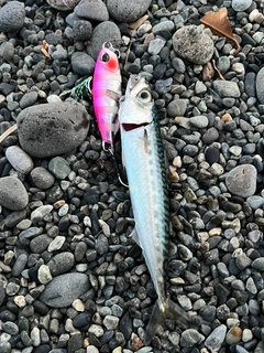 サバの釣果