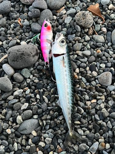 サバの釣果