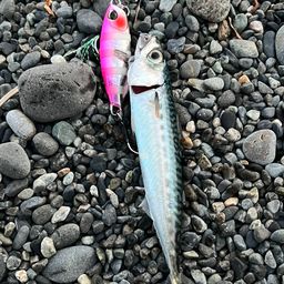 サバ
