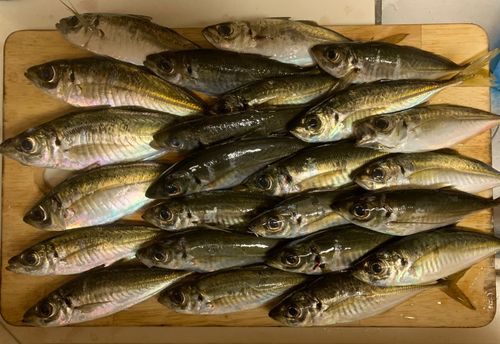 マアジの釣果