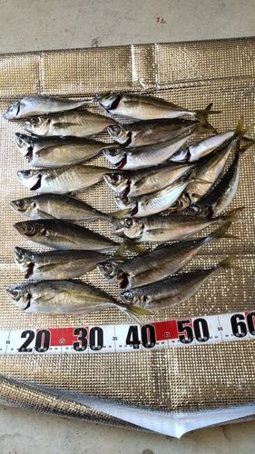 アジの釣果