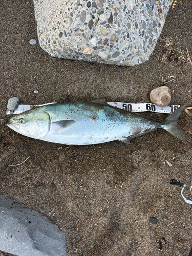 ワラサの釣果