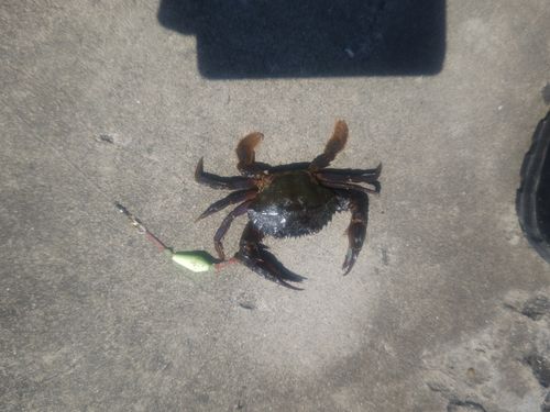 イシガニの釣果