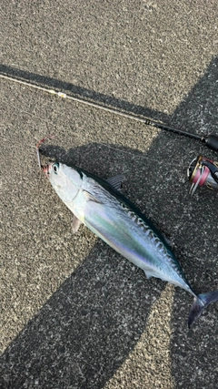 マルソウダの釣果