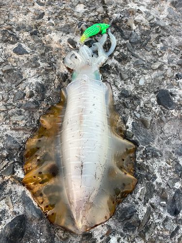 アオリイカの釣果