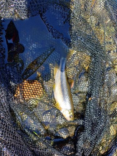 カワムツの釣果