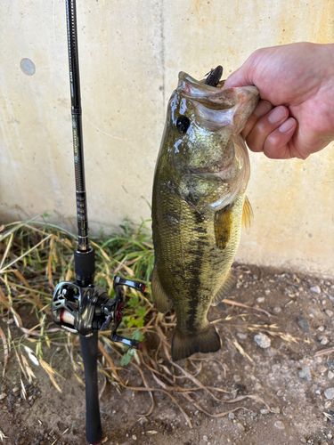 ラージマウスバスの釣果