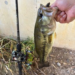 ラージマウスバス