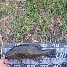 スモールマウスバス