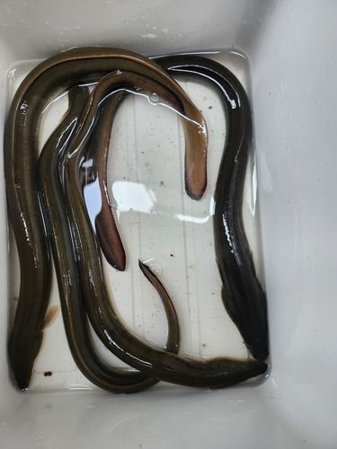 ウナギの釣果