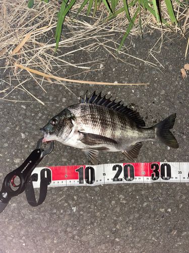 クロダイの釣果