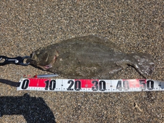 ヒラメの釣果