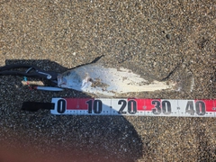 ニベの釣果