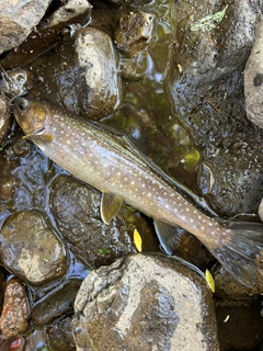 ニジマスの釣果
