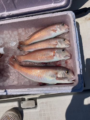 シロアマダイの釣果