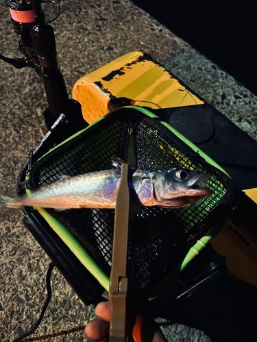サバの釣果