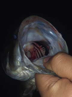 ラージマウスバスの釣果