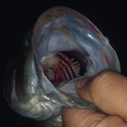 ラージマウスバス