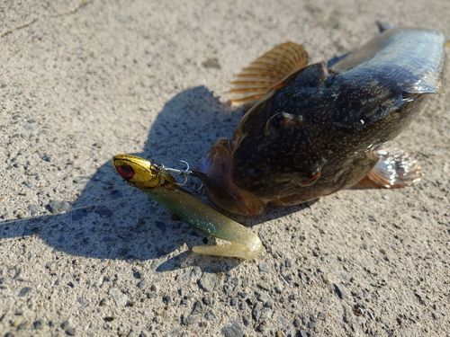 アイナメの釣果