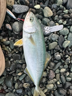 ワカシの釣果
