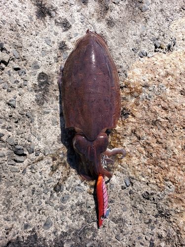 モンゴウイカの釣果