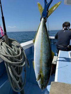 ヒラマサの釣果