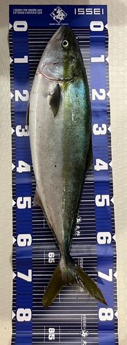 ワラサの釣果