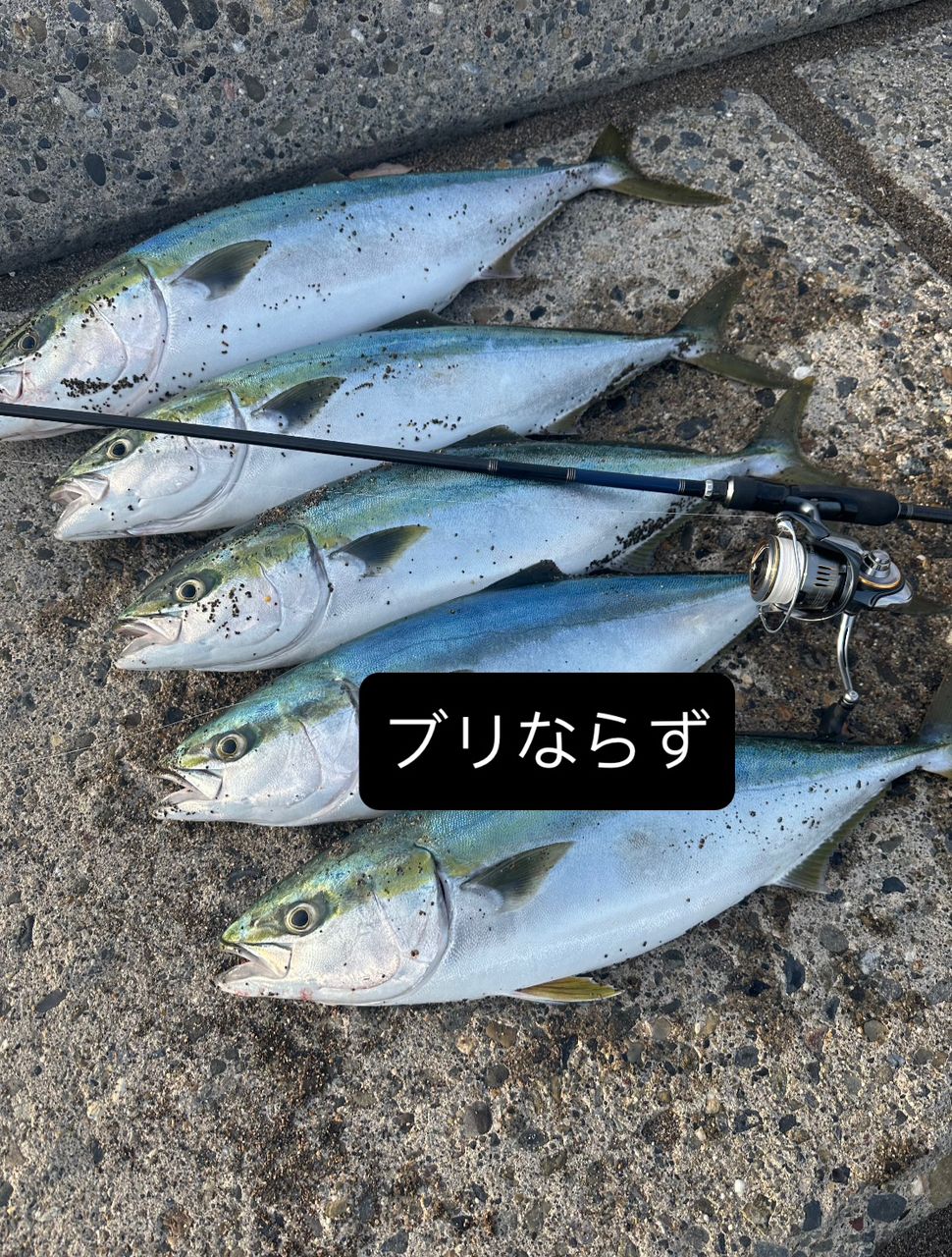 ワラサ