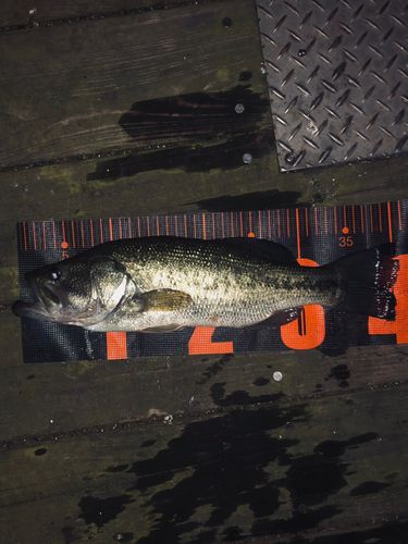 ラージマウスバスの釣果