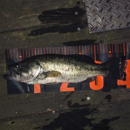 ラージマウスバス