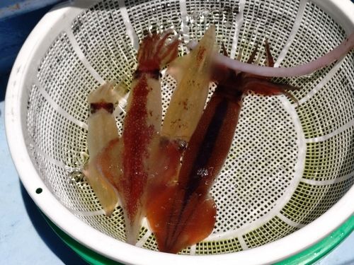 マルイカの釣果