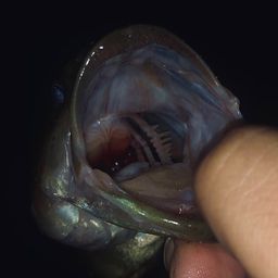 ラージマウスバス