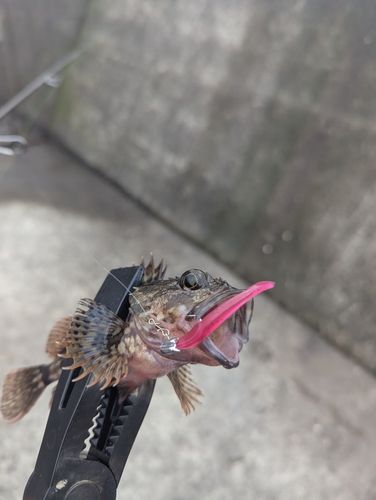 イシモチの釣果