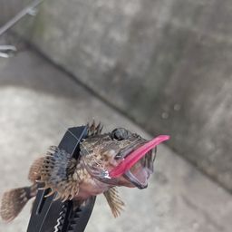 イシモチ