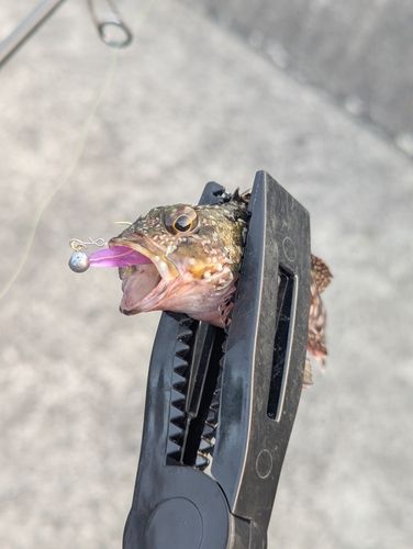 アラカブの釣果