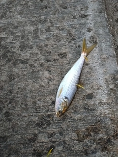 コノシロの釣果