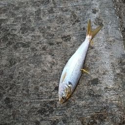 コノシロ